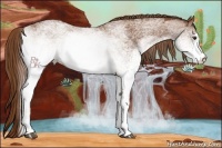 Horse Color:White Spotted Chestnut 