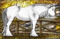 Horse Color:White Spotted Black Splash Rabicano 