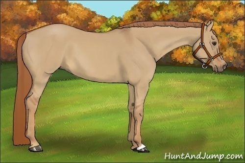 Horse Color:Red Dun 