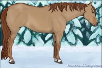 Horse Color:Red Dun
