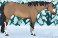 Horse Color:Bay Dun