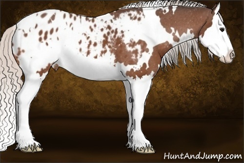 Horse Color:White Spotted Silver Bay Splash Appaloosa 