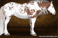Horse Color:White Spotted Silver Bay Splash Appaloosa 