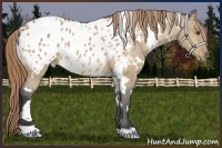 Horse Color:White Spotted Buckskin Dun Appaloosa