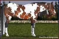 Horse Color:White Spotted Bay Appaloosa