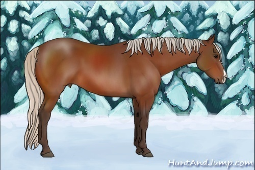 Horse Color:Silver Bay 