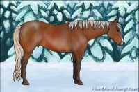 Horse Color:Silver Bay 