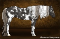 Horse Color:White Spotted Liver Chestnut