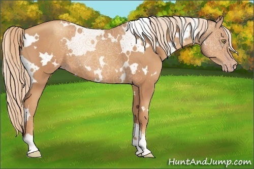 Horse Color:White Spotted Gold Champagne 
