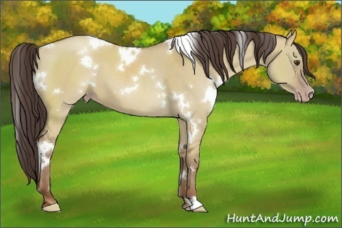 Horse Color:White Spotted Classic Champagne Dun 
