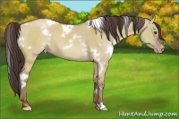 Horse Color:White Spotted Classic Champagne Dun 
