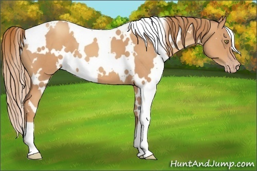 Horse Color:White Spotted Gold Champagne