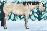 Horse Color:Bay Ice Dun 