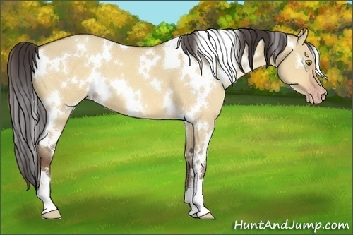 Horse Color:White Spotted Amber Champagne Dun