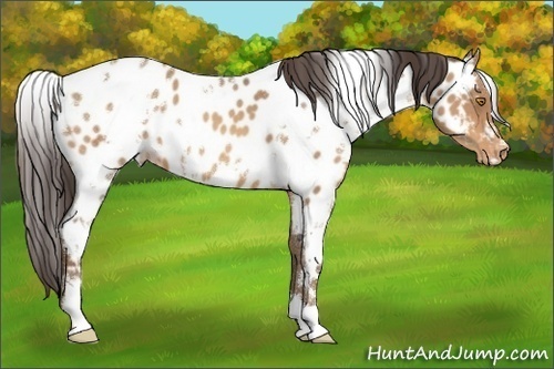 Horse Color:White Spotted Amber Champagne Appaloosa