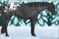 Horse Color:Black Appaloosa 
