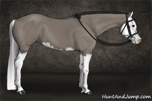 Horse Color:Grullo Splash 