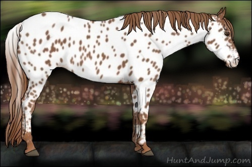 Horse Color:Chestnut Appaloosa 
