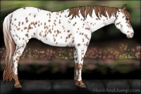 Horse Color:Chestnut Appaloosa 