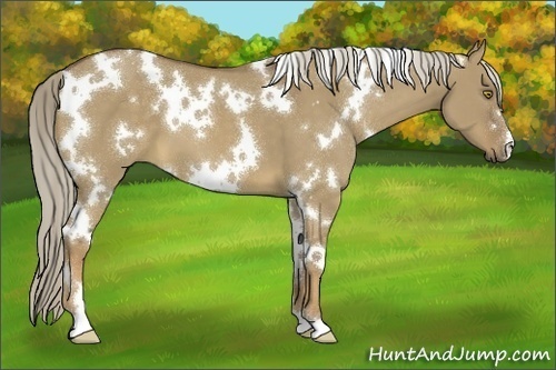 Horse Color:White Spotted Chocolate Palomino Dun