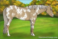 Horse Color:White Spotted Chocolate Palomino Dun 