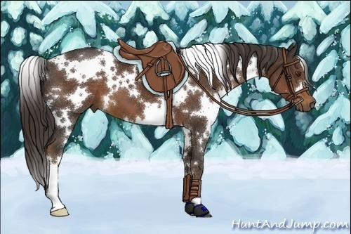 Horse Color:White Spotted Liver Chestnut 