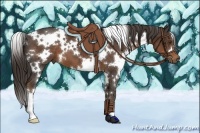 Horse Color:White Spotted Liver Chestnut