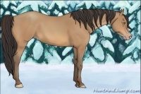 Horse Color:Amber Champagne 