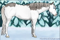 Horse Color:Silver Blue Roan Splash 