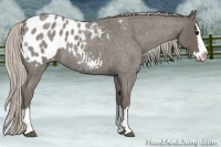 Horse Color:Silver Blue Roan Splash Appaloosa