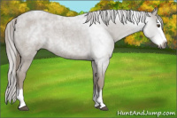 Horse Color:Gray Red Roan Splash
