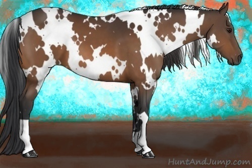 Horse Color:White Spotted Bay