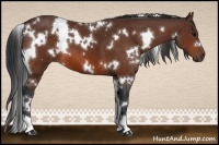 Horse Color:White Spotted Bay 