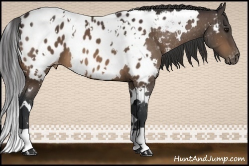 Horse Color:White Spotted Bay Near Leopard