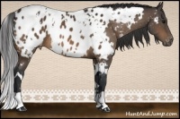 Horse Color:White Spotted Bay Appaloosa