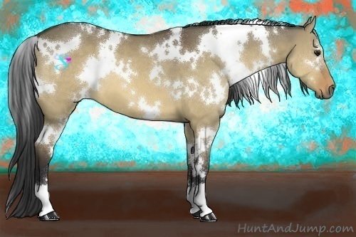 Horse Color:White Spotted Bay Dun