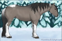 Horse Color:Grullo Roan Tobiano