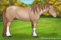 Horse Color:Chestnut Pearl 