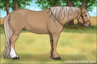 Horse Color:Palomino