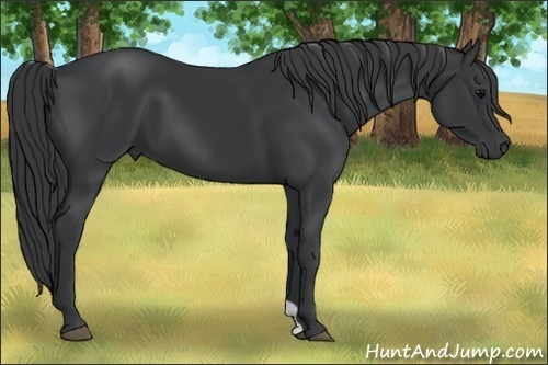 Horse Color:Black 