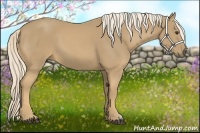 Horse Color:Palomino 