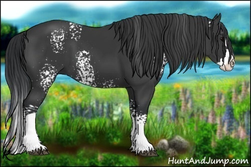 Horse Color:White Spotted Black Splash
