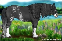 Horse Color:White Spotted Black Splash 