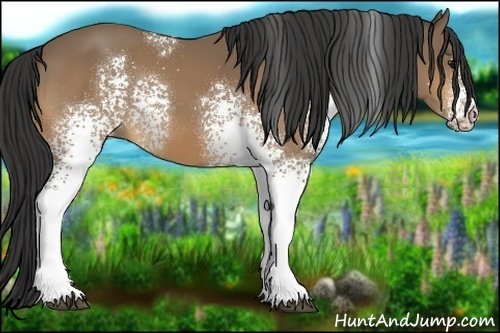 Horse Color:White Spotted Buckskin 