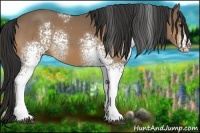 Horse Color:White Spotted Buckskin