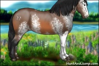 Horse Color:White Spotted Bay 
