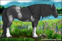 Horse Color:White Spotted Black 