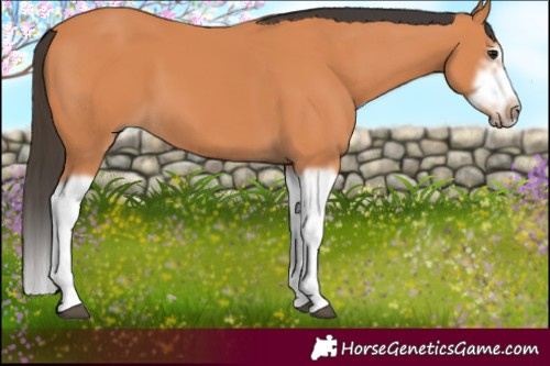 Horse Color:Bay Splash Frame