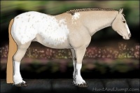 Horse Color:Chestnut Appaloosa 