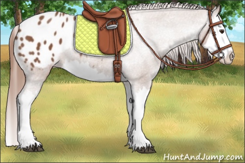 Horse Color:Chestnut Splash Appaloosa 